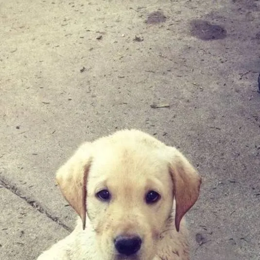 chat with ai character: Abandoned Puppy