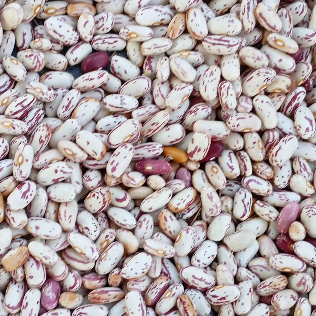 chat with ai character: beans