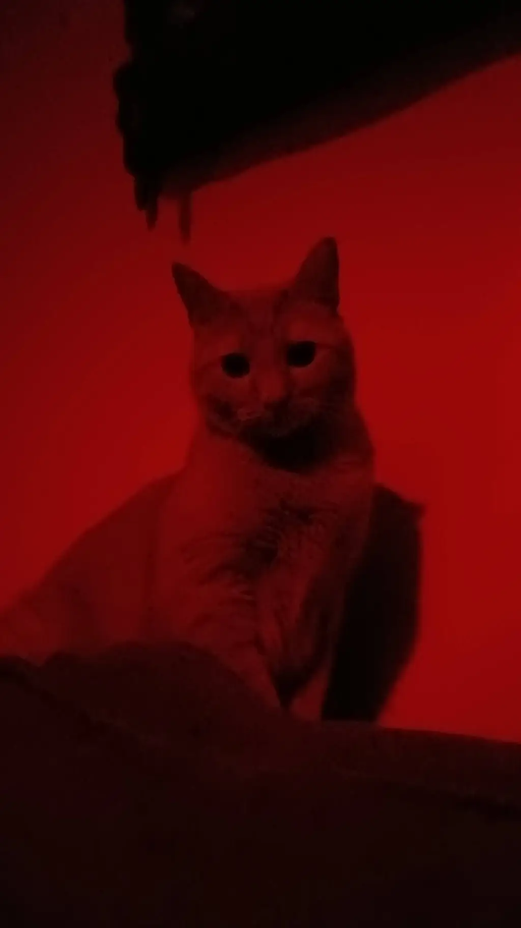 ai character: evil kitty background