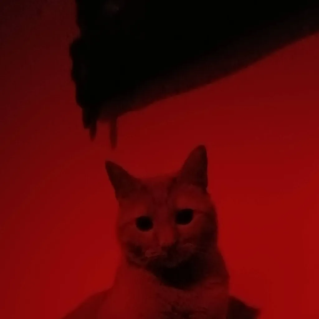 chat with ai character: evil kitty