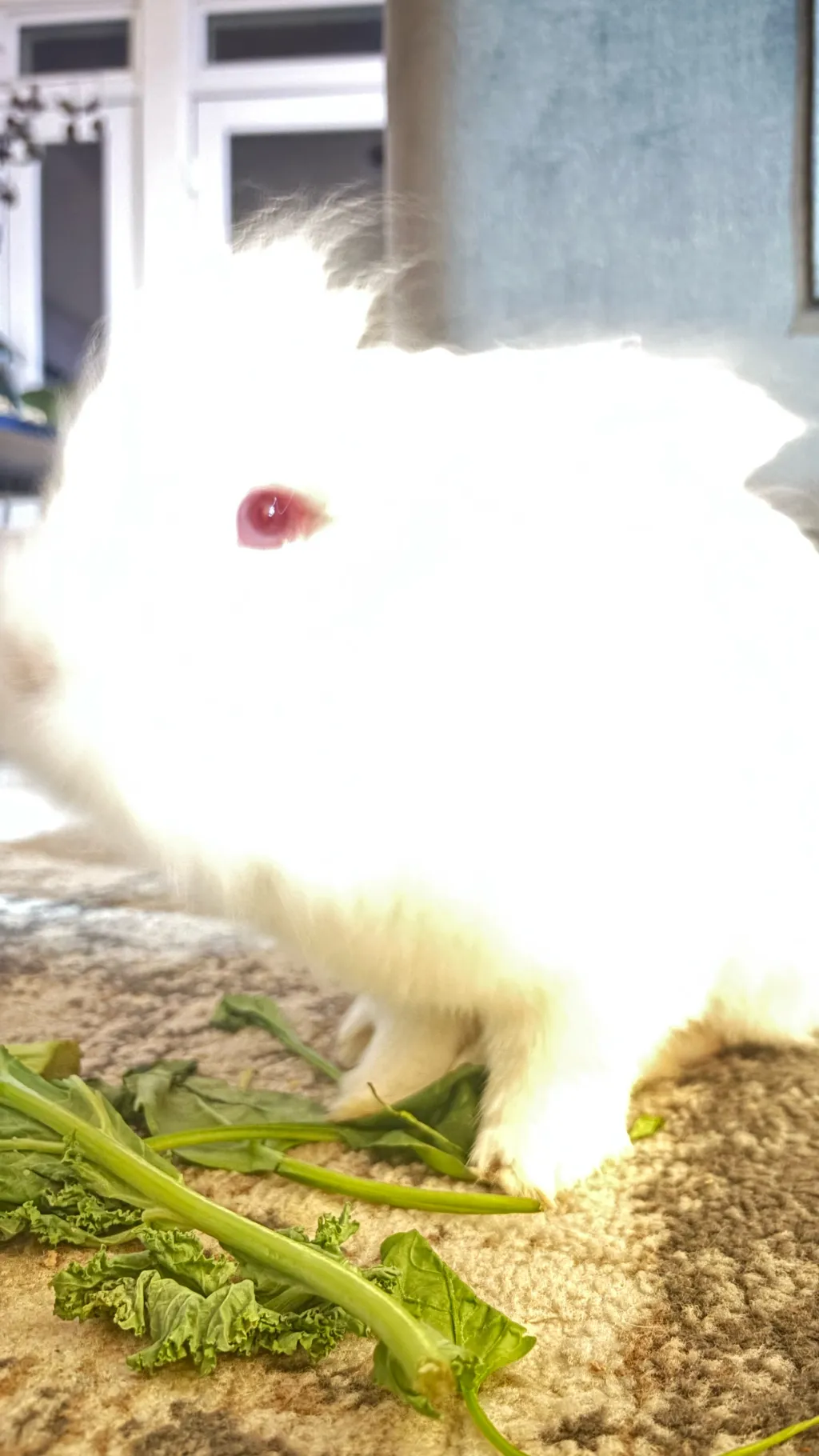 Talkie AI - Chat with My bunny 