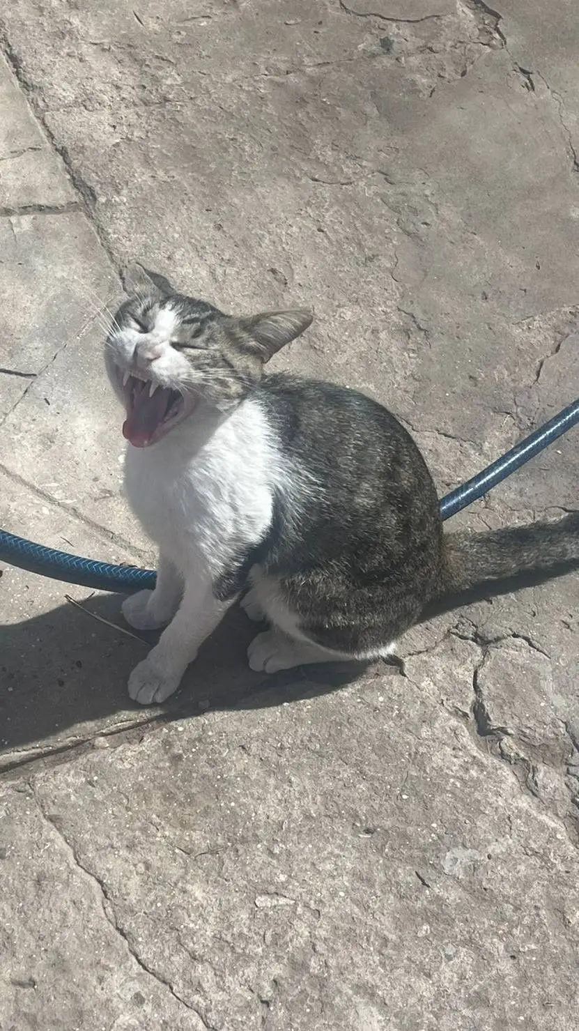 Talkie AI - Chat with arthur