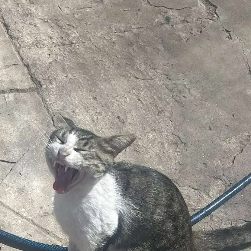 chat with ai character: arthur