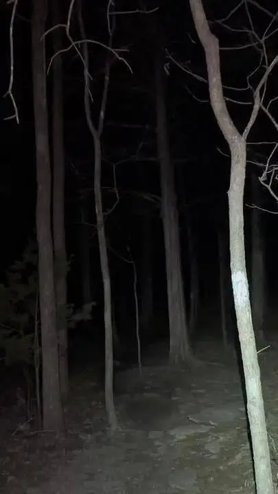 Talkie AI - Chat with Appalachian Forest
