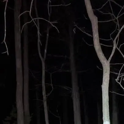 chat with ai character: Appalachian Forest