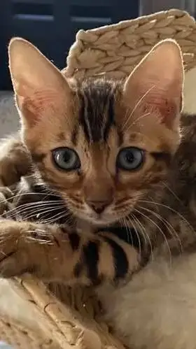 ai character: Bengal kitten! background