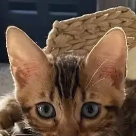 chat with ai character: Bengal kitten!