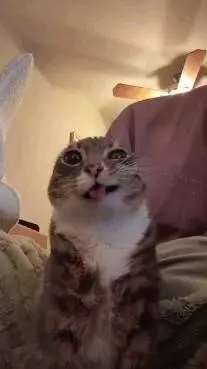 Talkie AI - Chat with Huzzahdudgd (me)