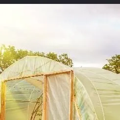 chat with ai character: Greenhouse empty
