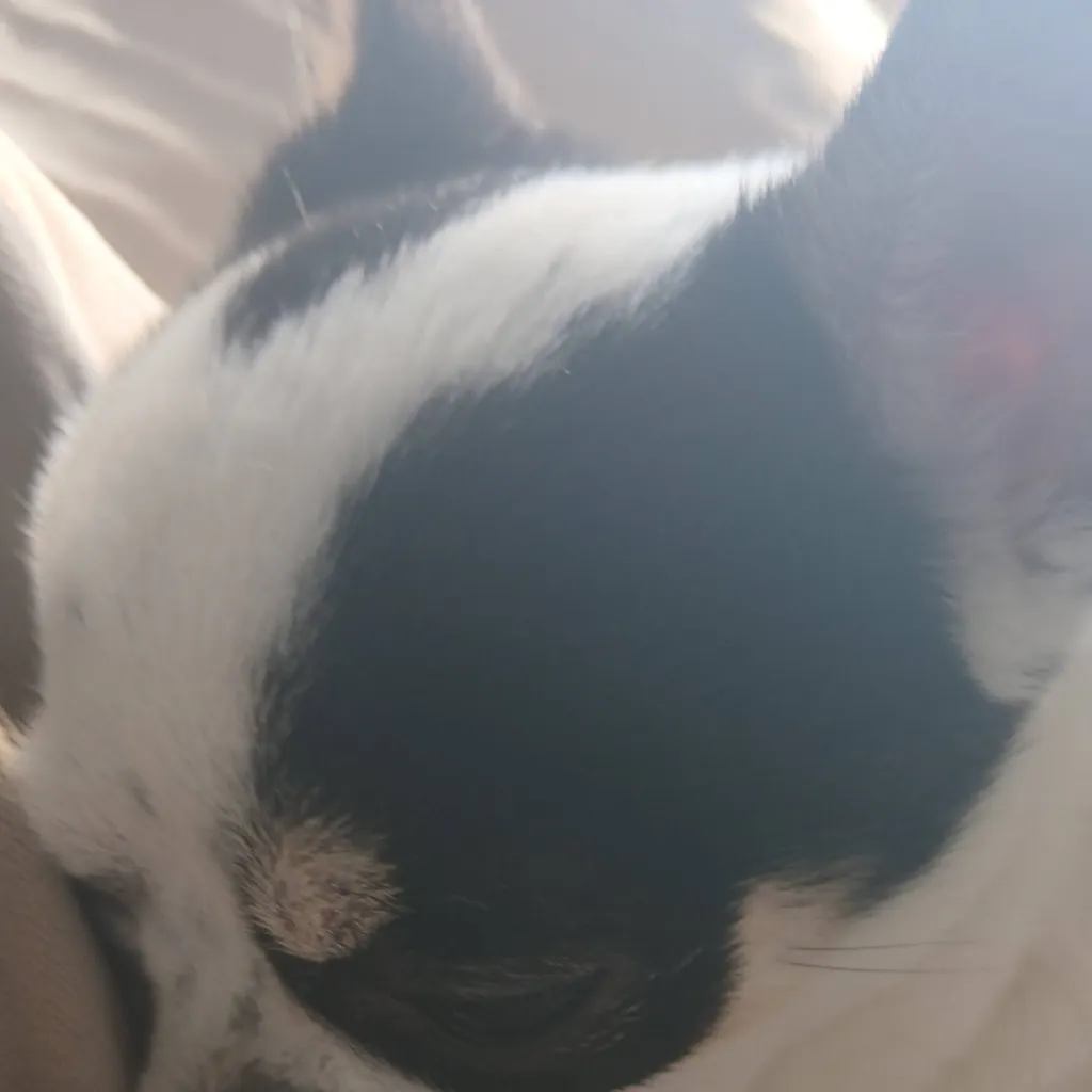 chat with ai character: My dog :3