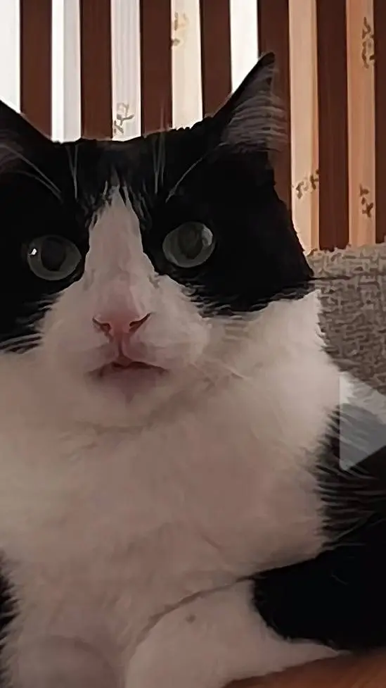 ai character: stranger cat background