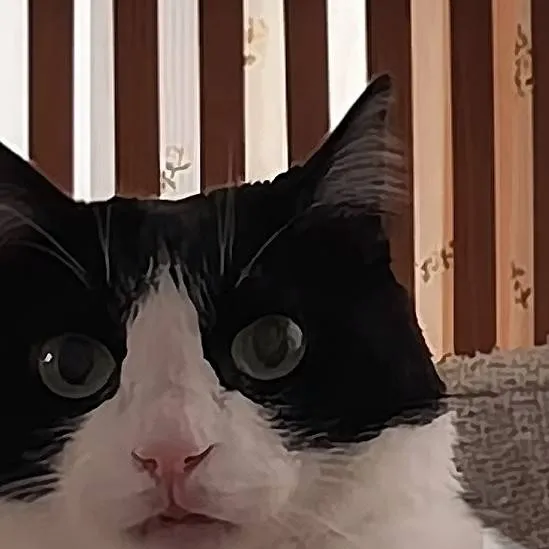 chat with ai character: stranger cat