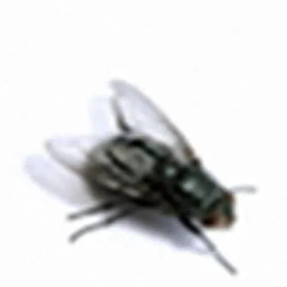 chat with ai character: Fly