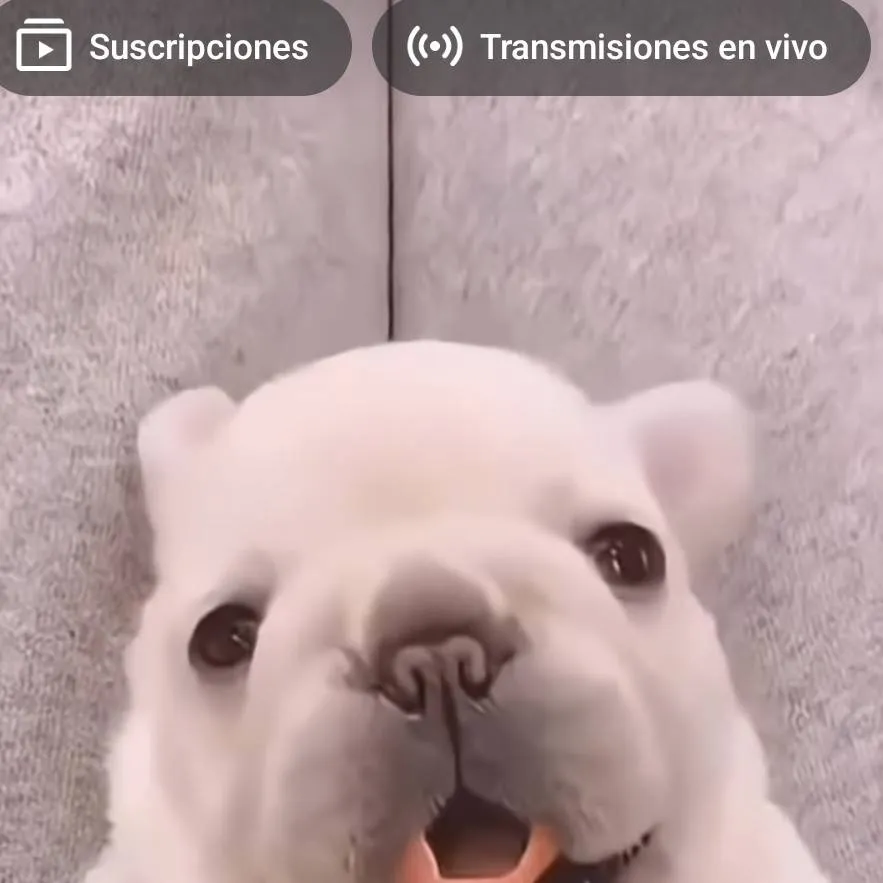 chat with ai character: Pibble bebé 🫶🤍