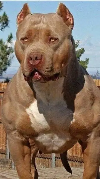 ai character: pitbull ZEUS❗😮‍💨 background