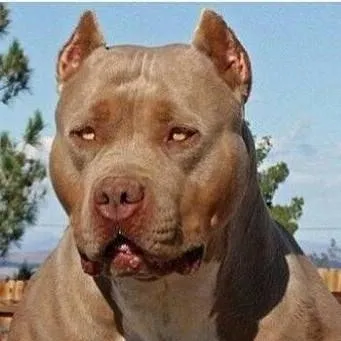 chat with ai character: pitbull ZEUS❗😮‍💨