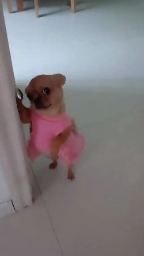 ai character: tu perrita curiosa background