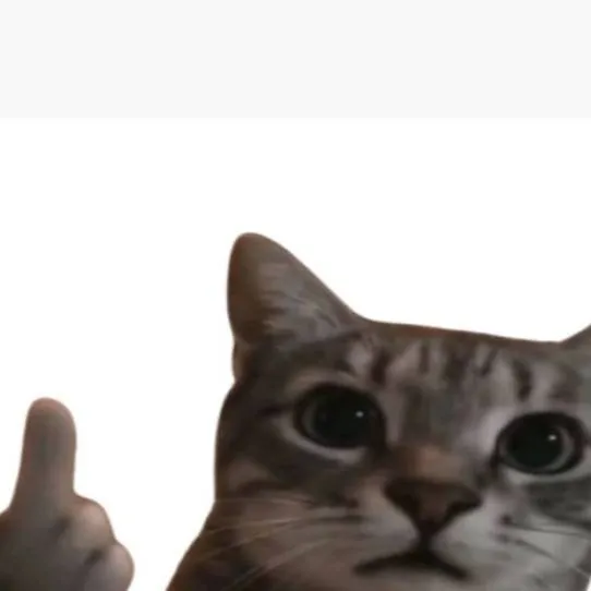 chat with ai character: gato grosero😾🖕