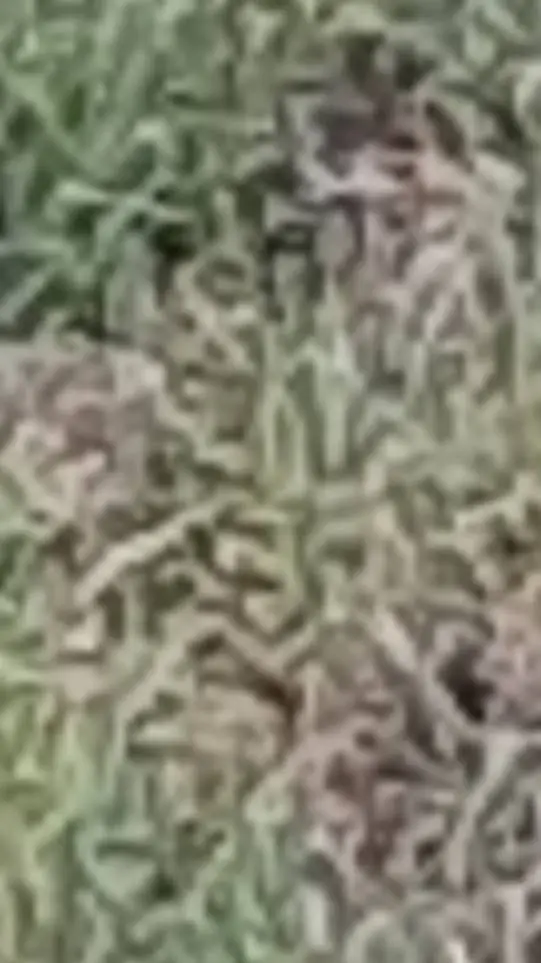 ai character: music artist background