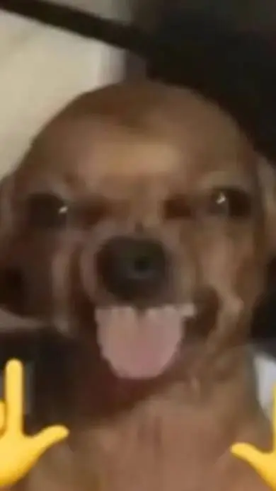 ai character: middle finger dog background