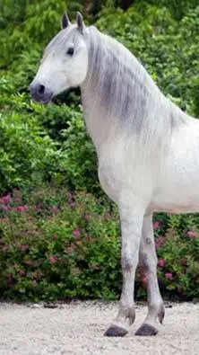ai character: Starry stables background