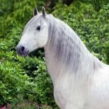 chat with ai character: Starry stables