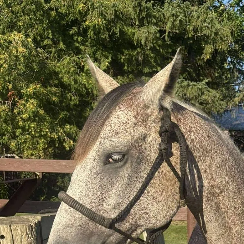 chat with ai character: Oak stables 