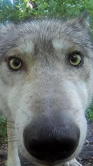 ai character: Wolfer background