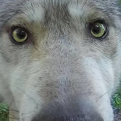 chat with ai character: Wolfer