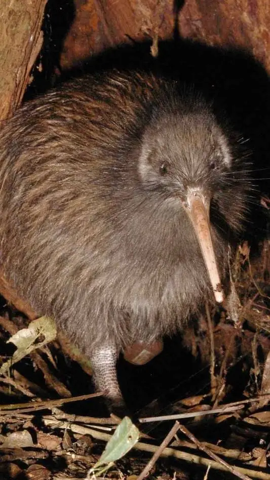 ai character: kiwi bird background