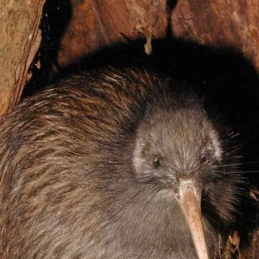 chat with ai character: kiwi bird