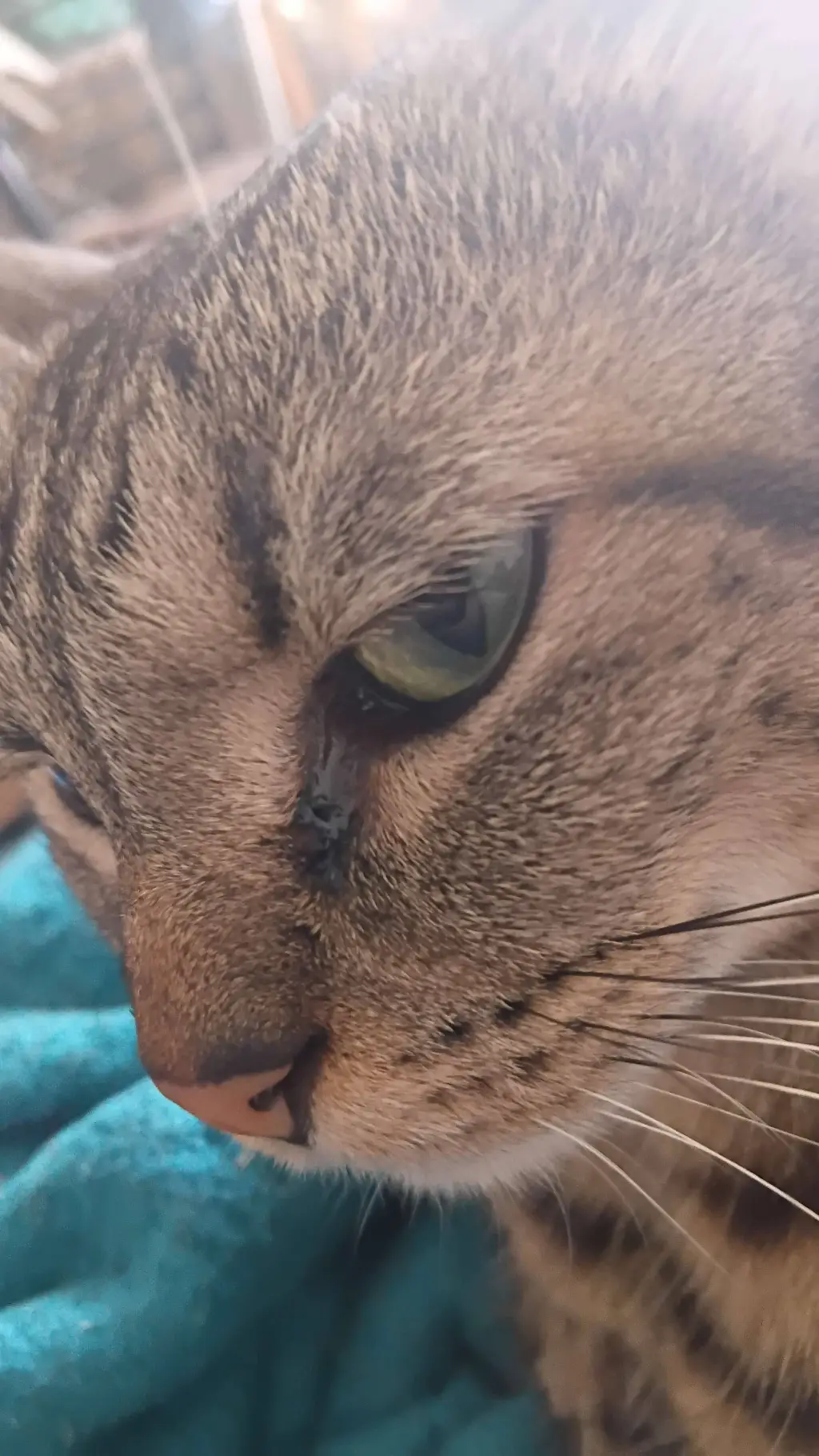 ai character: mwarourrroow.MULLY background