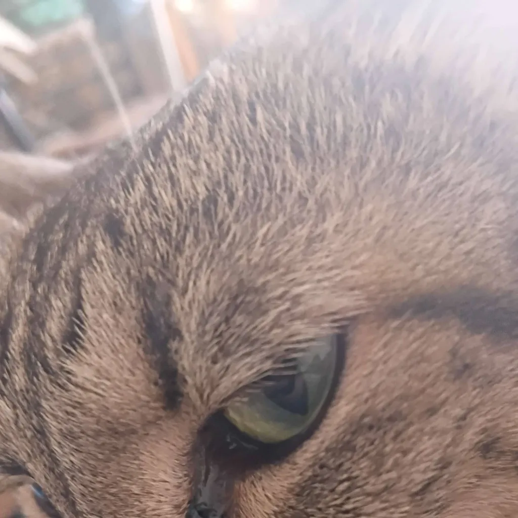 chat with ai character: mwarourrroow.MULLY