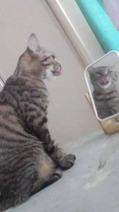 ai character: mully....  background