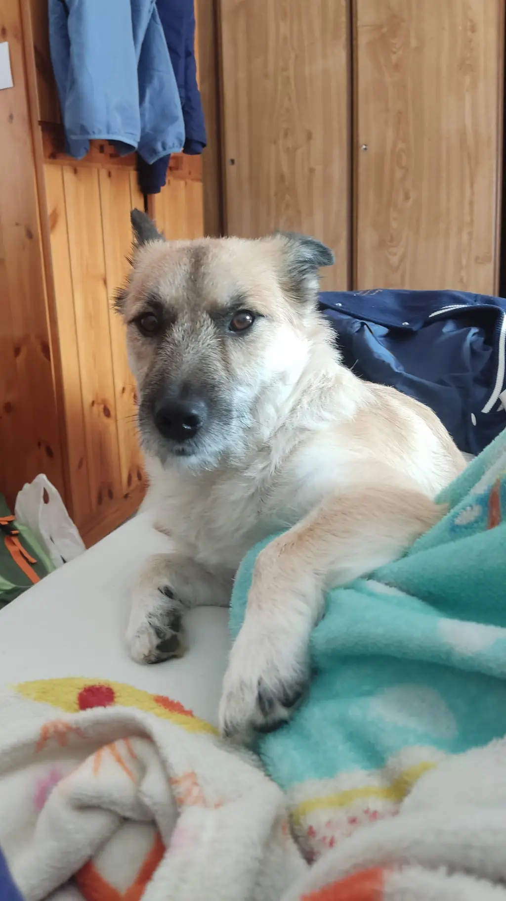 ai character: Ur local dog background