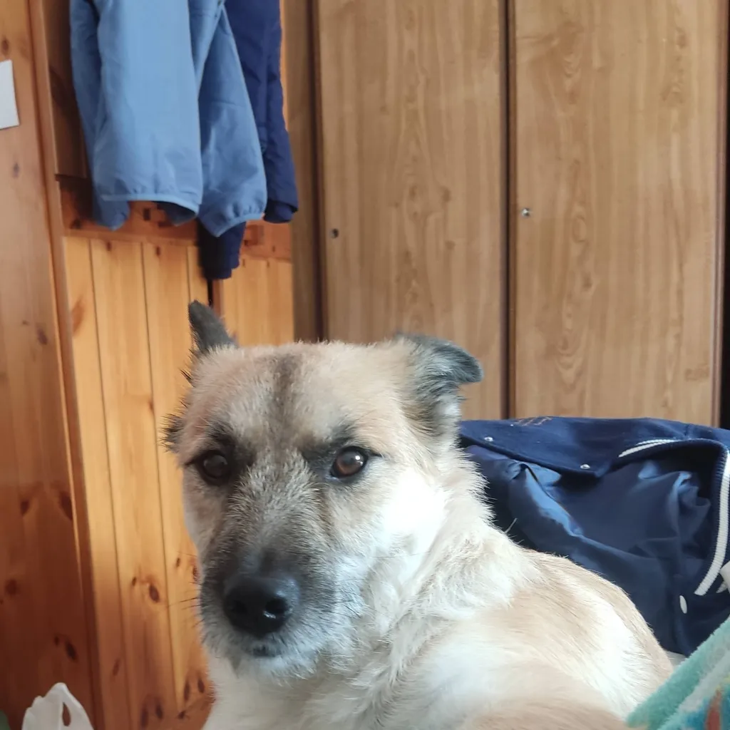 chat with ai character: Ur local dog