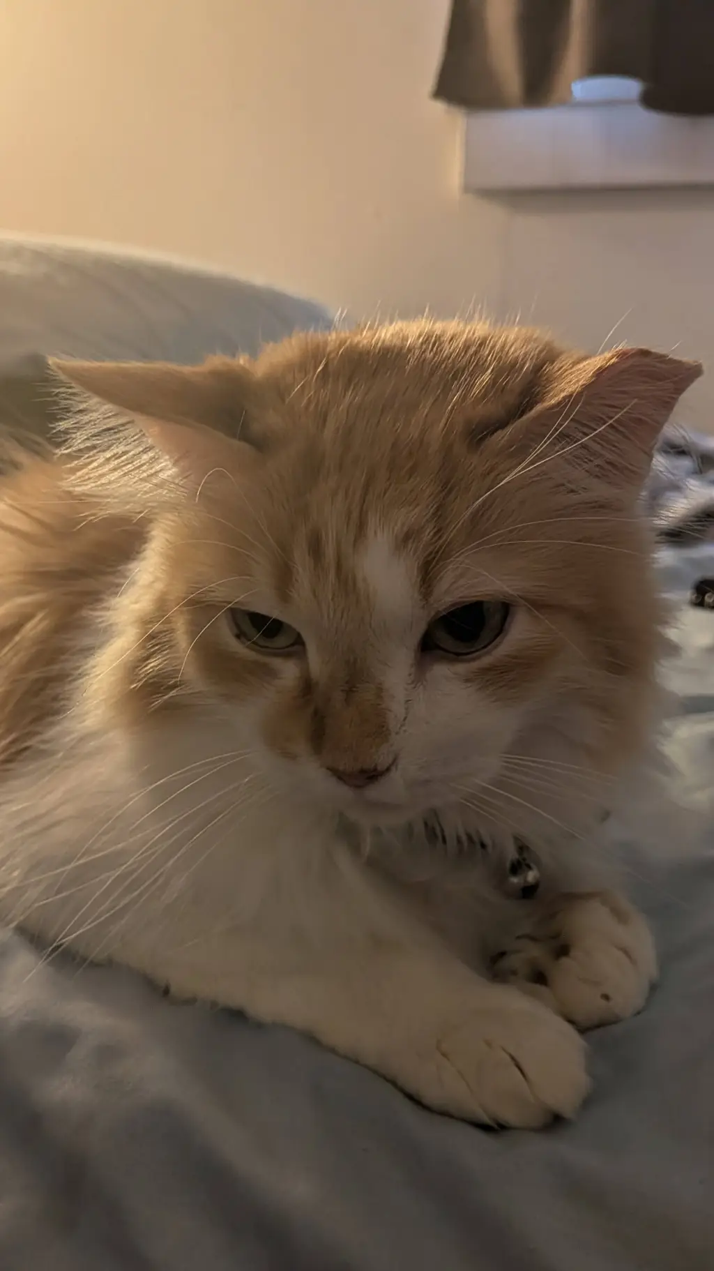 ai character: ginger  background