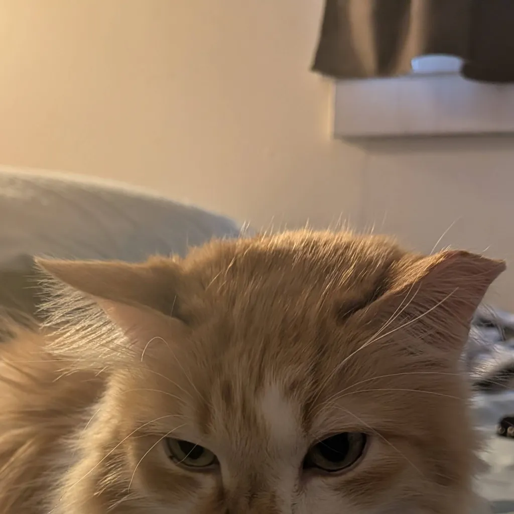 chat with ai character: ginger 