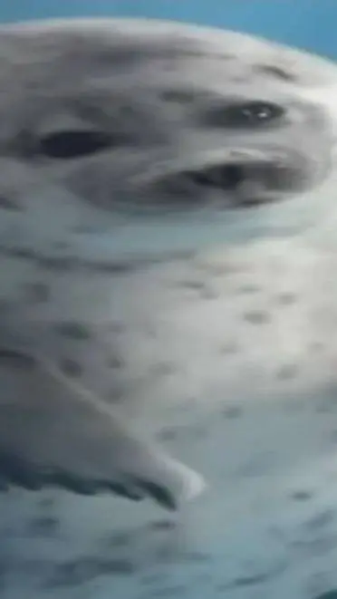 ai character: obese seal🥹✌️ background