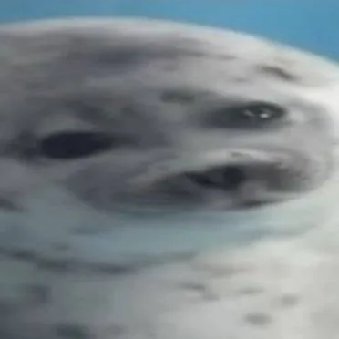 chat with ai character: obese seal🥹✌️
