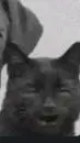 ai character: confused cat gem background