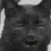 chat with ai character: confused cat gem