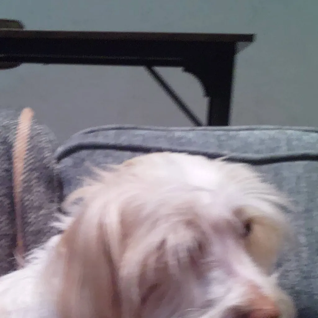 chat with ai character: oatmeal 