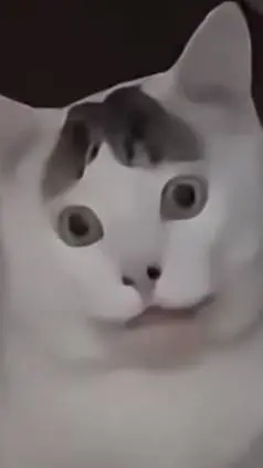 ai character: dookie background