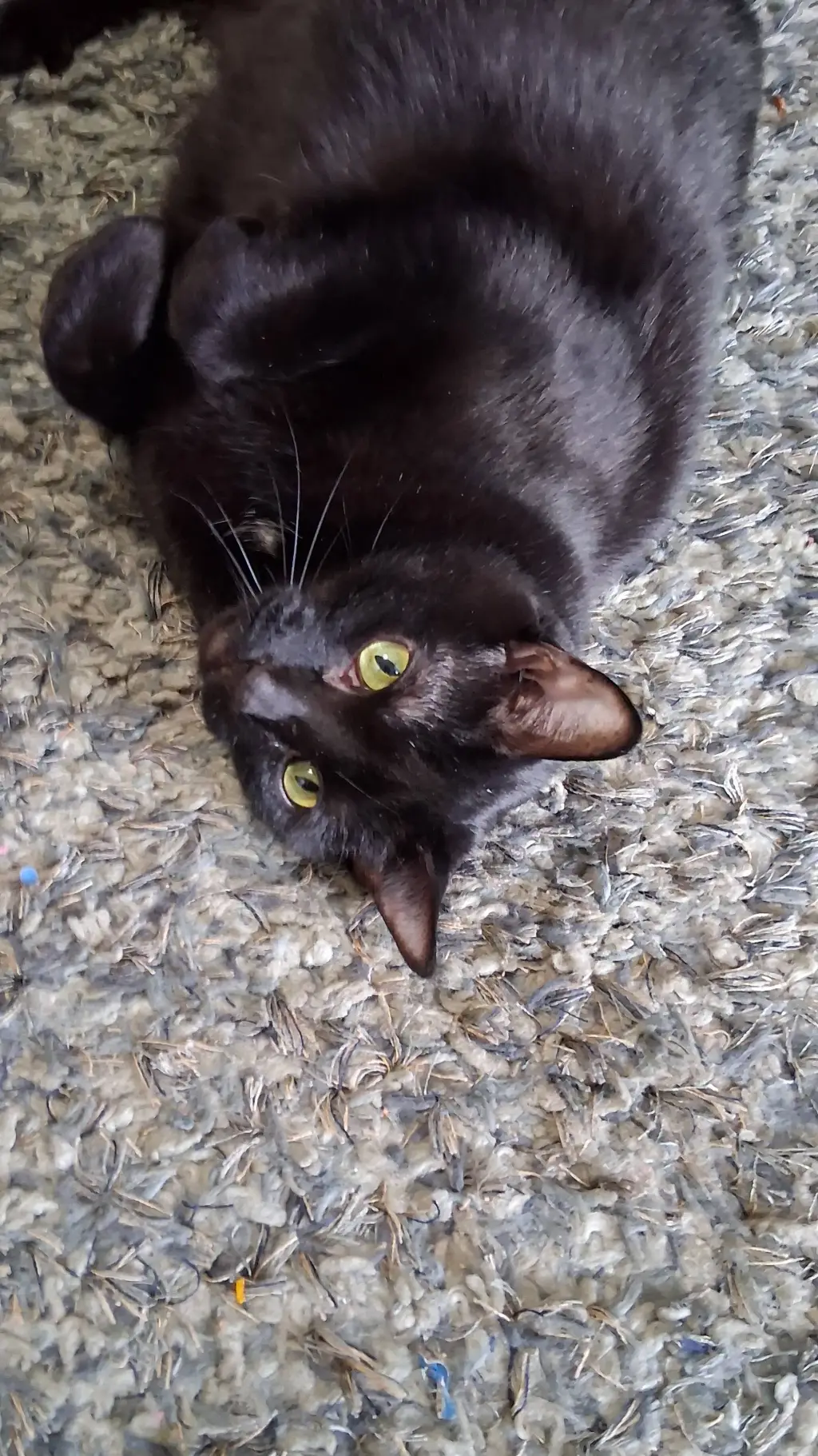 ai character: my cat background