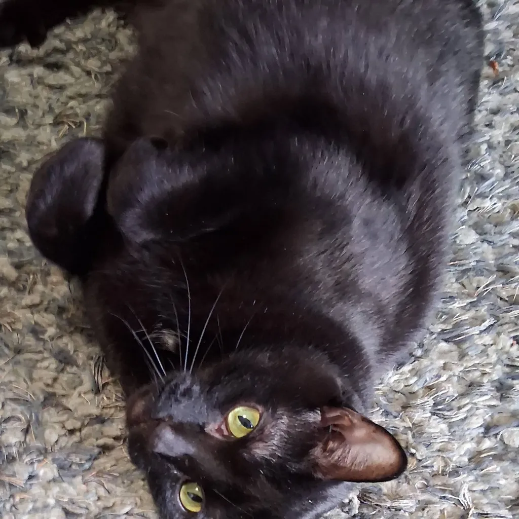 chat with ai character: my cat
