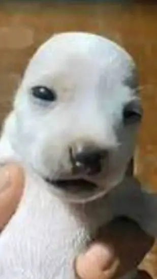 Talkie AI - Chat with perrito pelon
