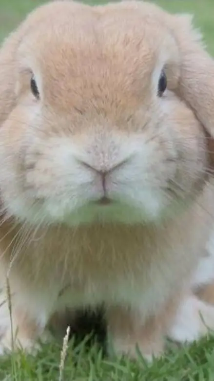 Talkie AI - Chat with A bunny (female)