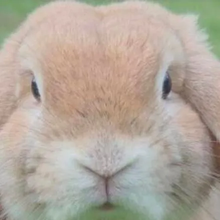 chat with ai character: A bunny (female)