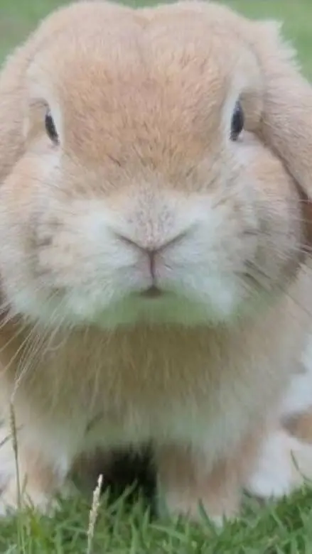 ai character: A bunny (male) background